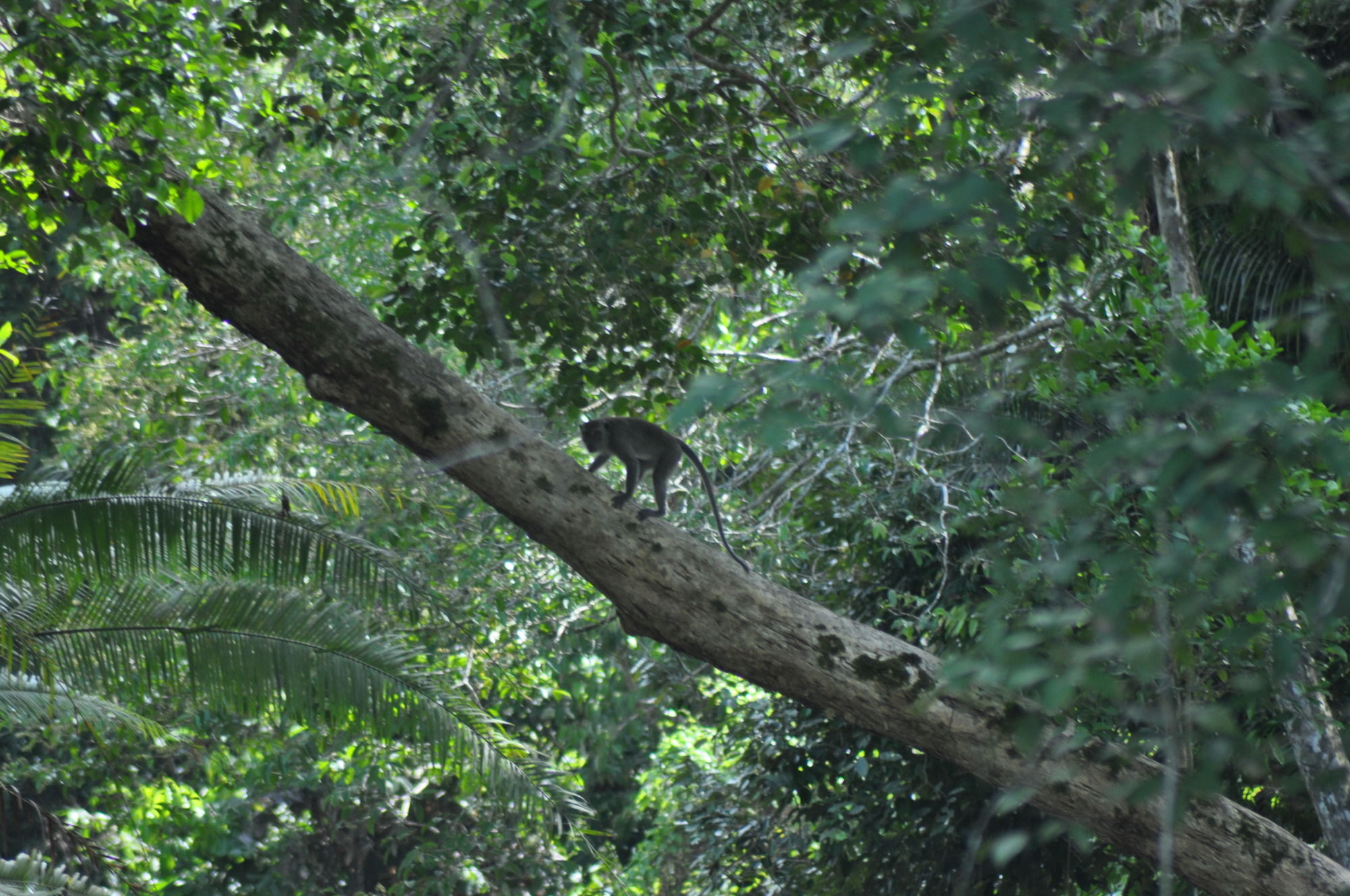 Samboja Lodge Balikpapan  Eksteriør billede