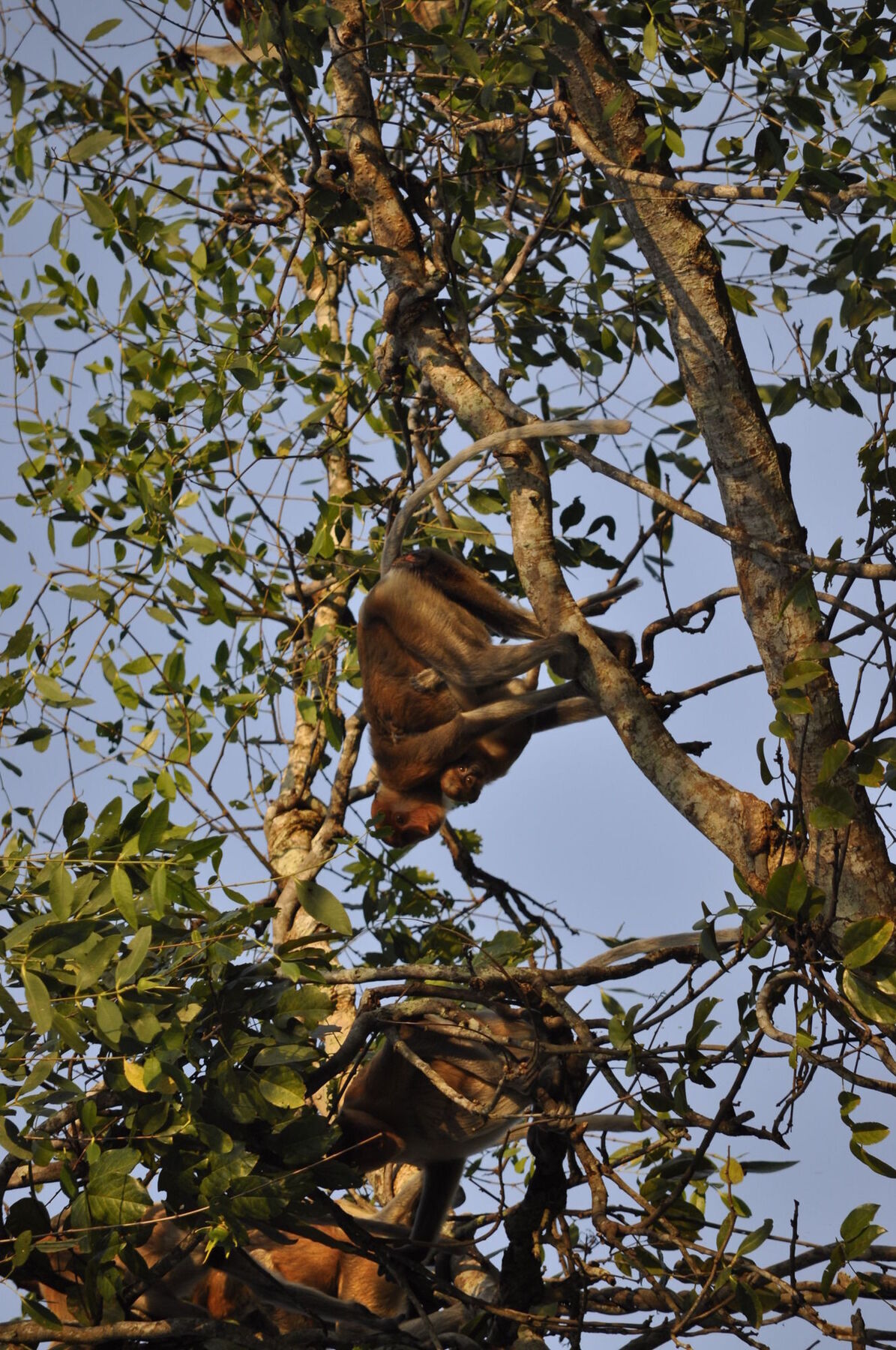 Samboja Lodge Balikpapan  Eksteriør billede