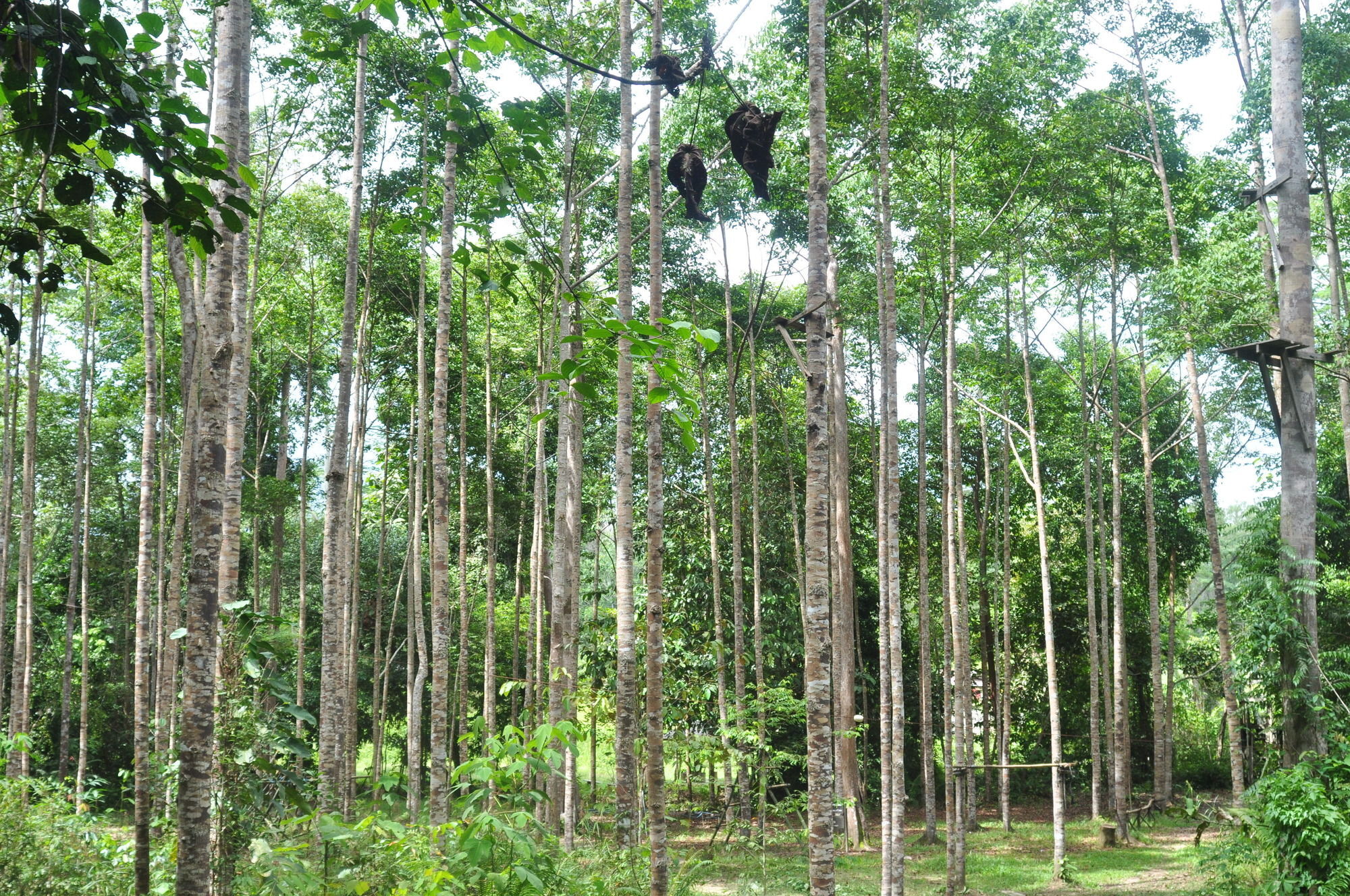 Samboja Lodge Balikpapan  Eksteriør billede