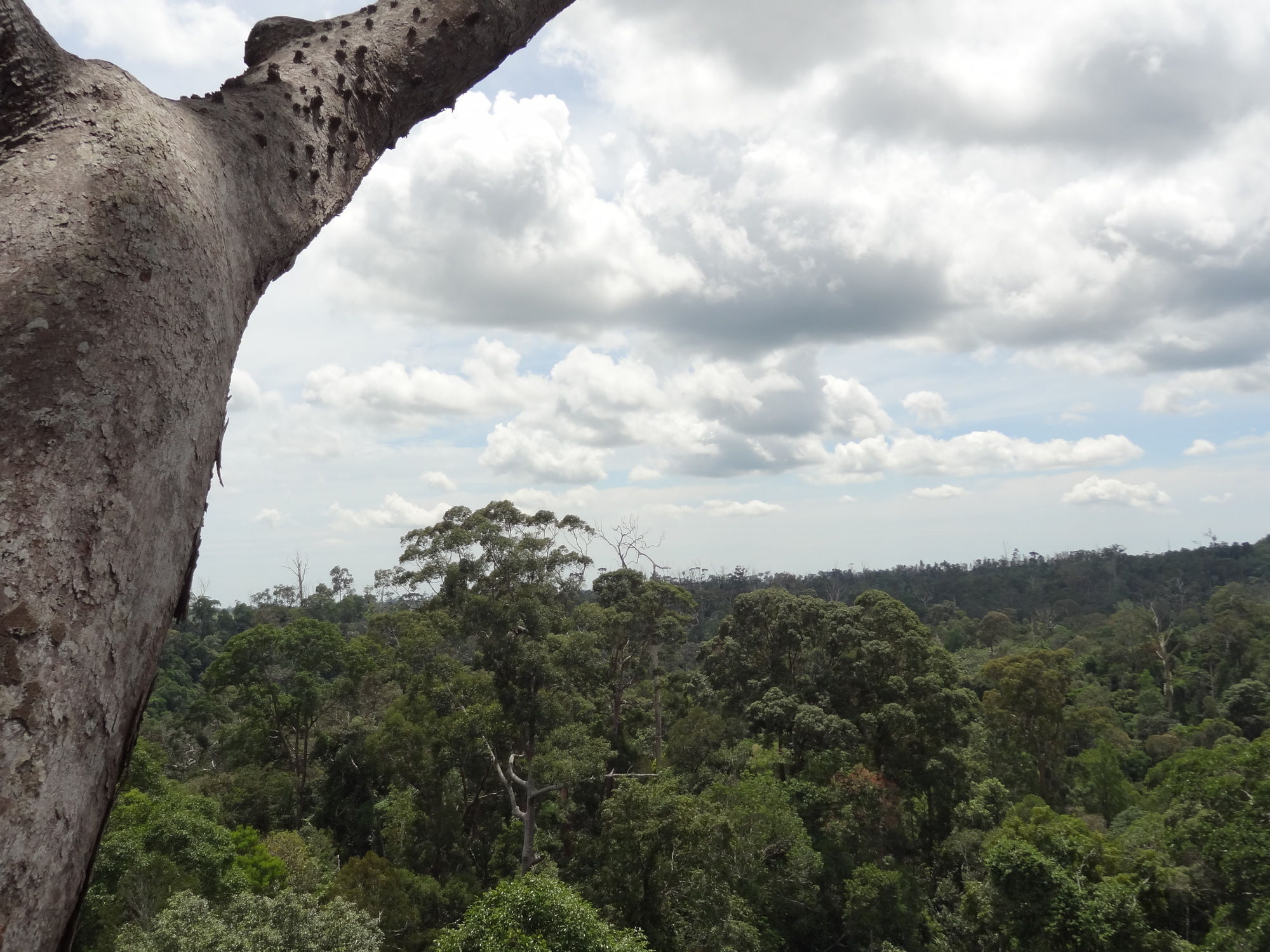 Samboja Lodge Balikpapan  Eksteriør billede