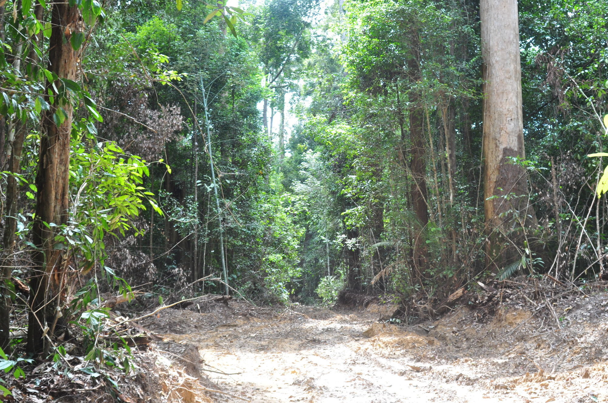 Samboja Lodge Balikpapan  Eksteriør billede