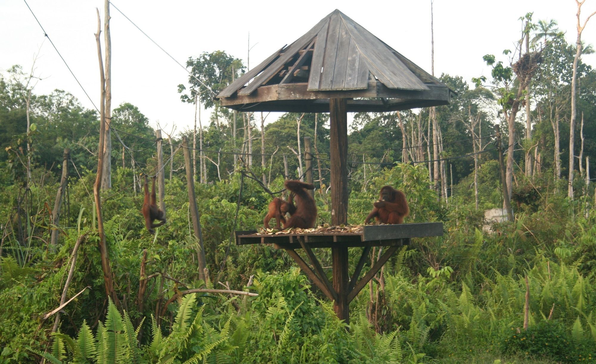Samboja Lodge Balikpapan  Eksteriør billede