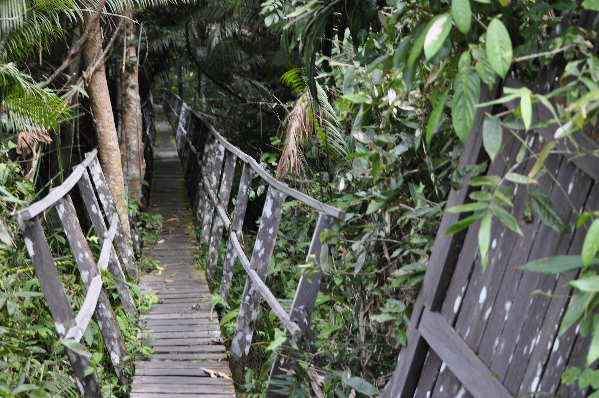 Samboja Lodge Balikpapan  Eksteriør billede